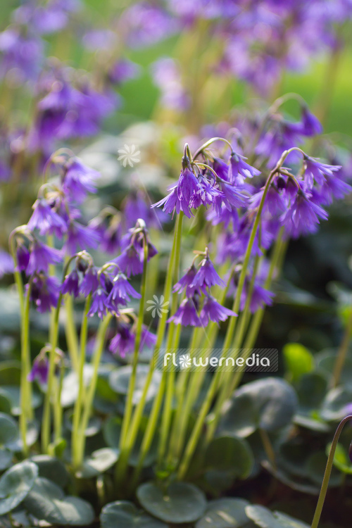 Soldanella montana - Mountain tassel (106145)