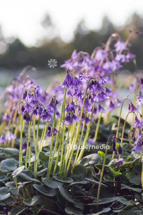 Soldanella montana - Mountain tassel (106146)