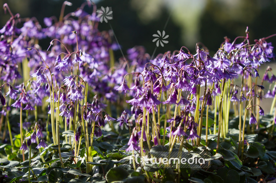 Soldanella montana - Mountain tassel (106155)