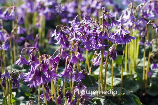 Soldanella montana - Mountain tassel (106157)