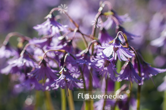 Soldanella montana - Mountain tassel (106158)