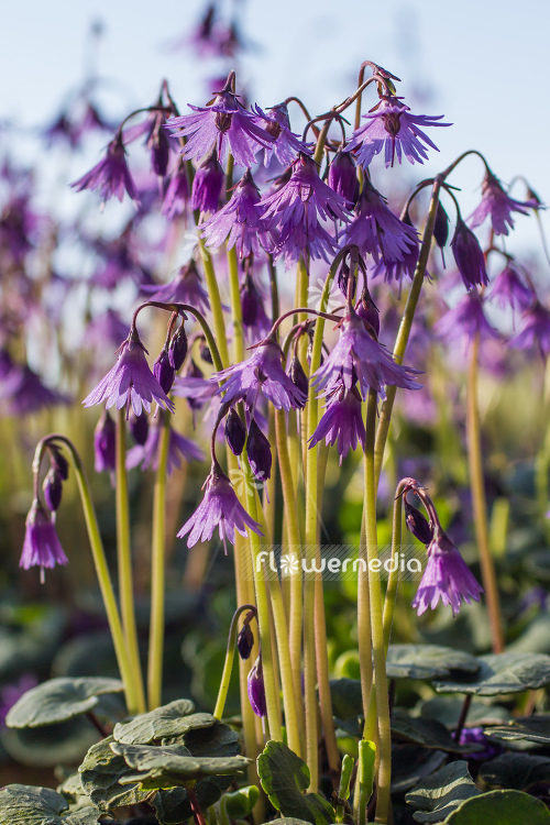 Soldanella montana - Mountain tassel (106159)