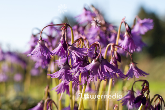 Soldanella montana - Mountain tassel (106161)