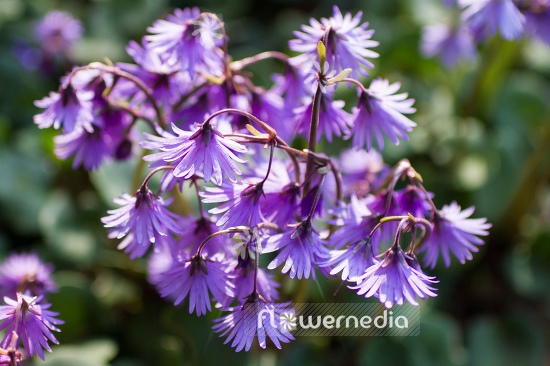Soldanella montana - Mountain tassel (106162)