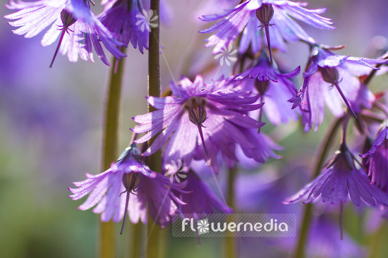 Soldanella montana - Mountain tassel (106163)
