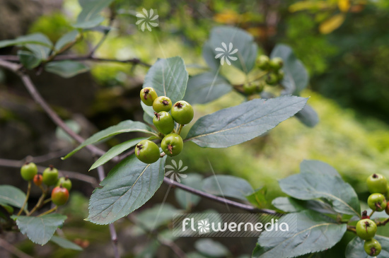 Sorbus chamaemespilus - False Medlar (104918)