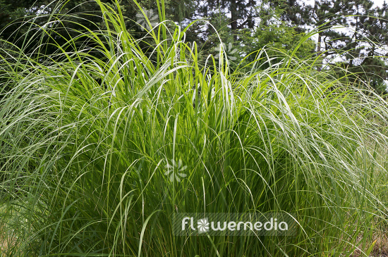 Spartina pectinata - Prairie cord grass (104921)
