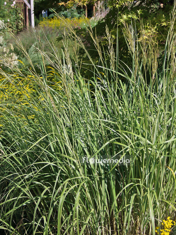 Spartina pectinata 'Aureomarginata' - Gold-edged prairie cord grass (102117)