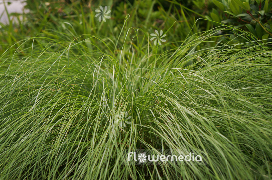 Sporobolus heterolepis - Prairie dropseed (104923)