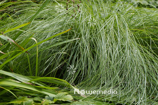 Sporobolus heterolepis - Prairie dropseed (104924)
