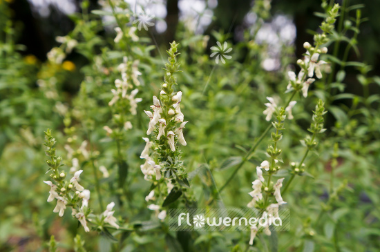Stachys recta - Yellow woundwort (104933)