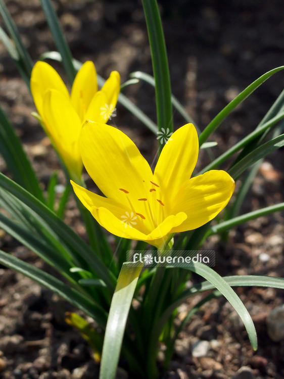 Sternbergia lutea - Winter daffodil (101955)