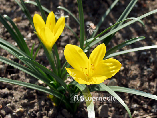 Sternbergia lutea - Winter daffodil (101956)