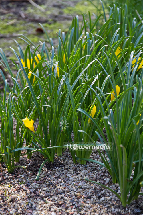 Sternbergia lutea - Winter daffodil (104936)