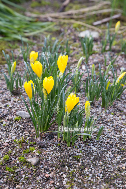 Sternbergia lutea - Winter daffodil (113111)