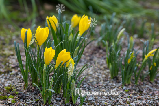 Sternbergia lutea - Winter daffodil (113113)