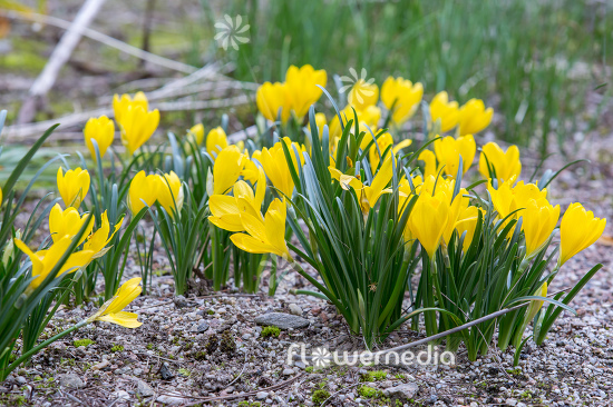 Sternbergia lutea - Winter daffodil (113114)