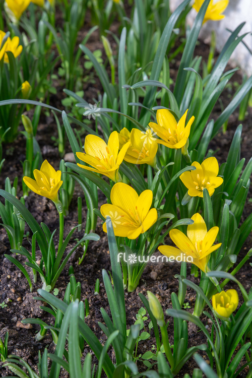 Sternbergia lutea - Winter daffodil (113115)