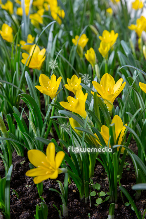 Sternbergia lutea - Winter daffodil (113116)