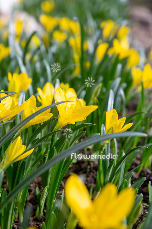 Sternbergia lutea - Winter daffodil (113120)