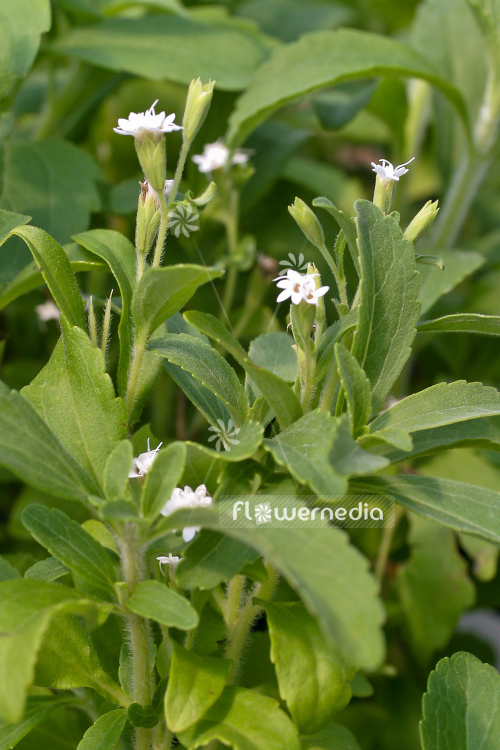 Stevia rebaudiana - Sweetleaf (104937)