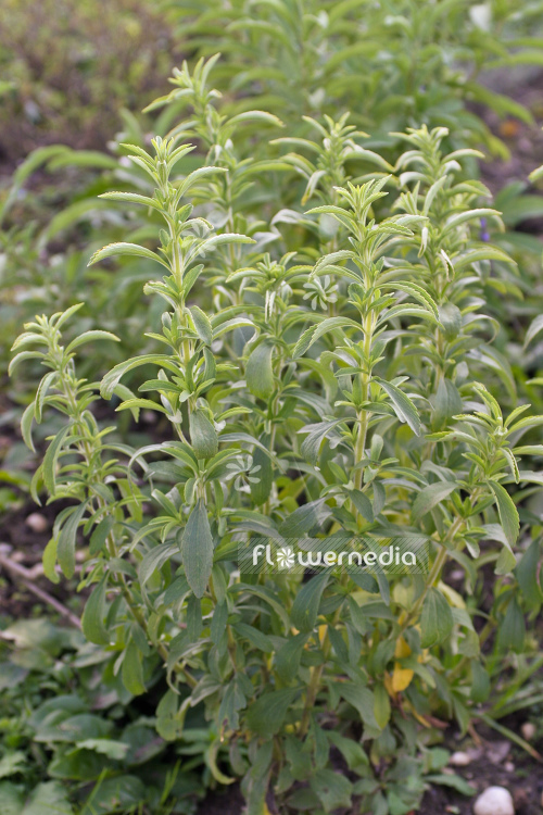 Stevia rebaudiana - Sweetleaf (104983)
