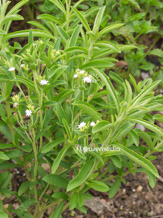 Stevia rebaudiana - Sweetleaf (107722)