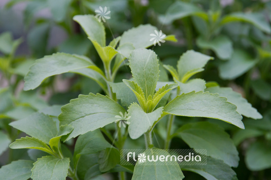 Stevia rebaudiana - Sweetleaf (108171)