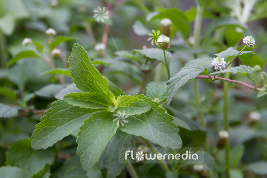 Stevia rebaudiana - Sweetleaf (108172)