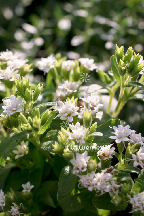 Stevia rebaudiana - Sweetleaf (108173)