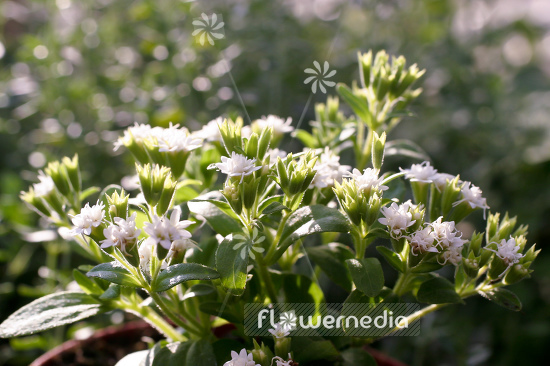 Stevia rebaudiana - Sweetleaf (108174)