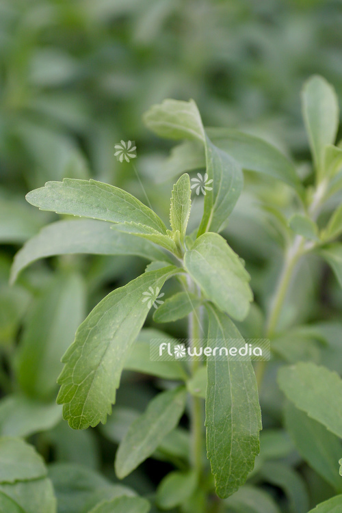 Stevia rebaudiana - Sweetleaf (108175)