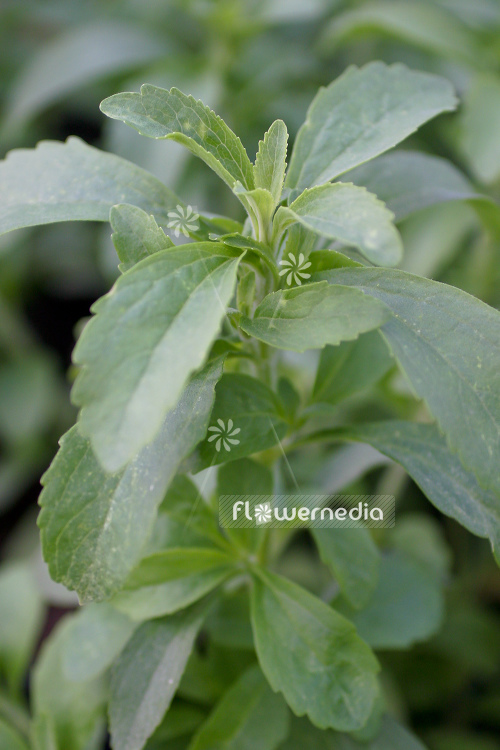 Stevia rebaudiana - Sweetleaf (108176)