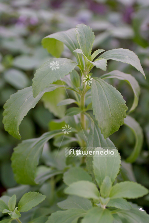 Stevia rebaudiana - Sweetleaf (108177)