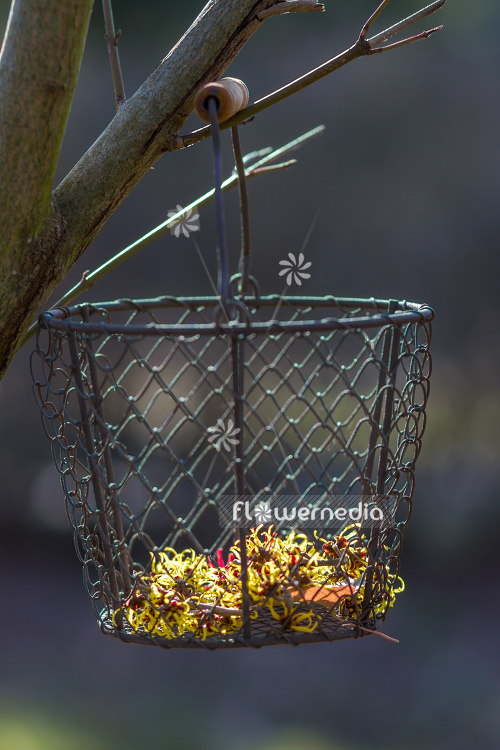 Still life with flowers of Hamamelis in early spring (108219)