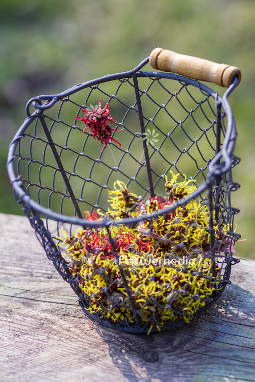 Still life with flowers of Hamamelis in early spring (108220)