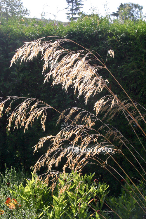 Stipa gigantea - Golden oats (104939)