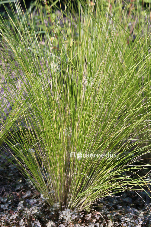 Stipa ichu - Feather grass (104940)