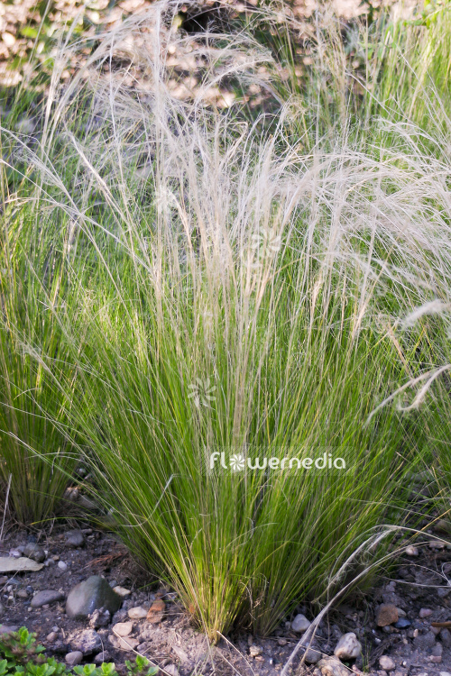 Stipa tenuissima - Mexican feather grass (104941)