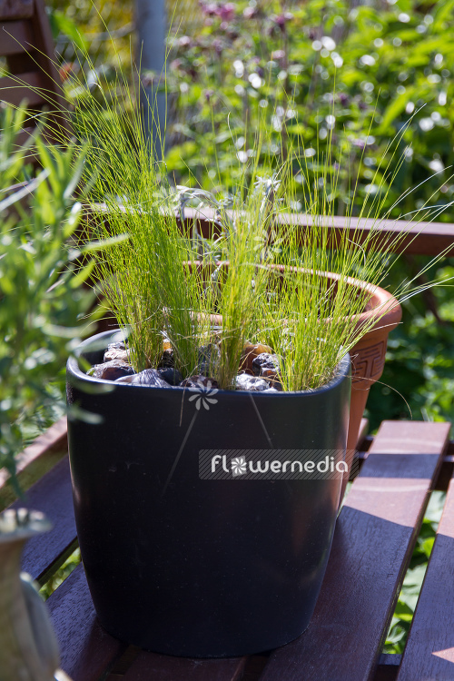 Stipa tenuissima - Mexican feather grass (104942)