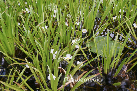 Stratiotes aloides - Water soldier (104947)
