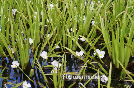 Stratiotes aloides - Water soldier (104948)