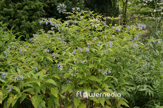 Symphytum caucasicum - Caucasian comfrey (104952)