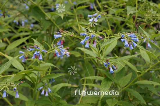 Symphytum caucasicum - Caucasian comfrey (104953)