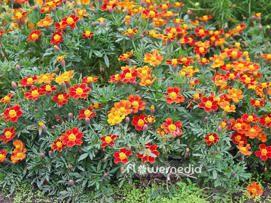Tagetes paluta 'Disco Red' - Dwarf marigold (101964)