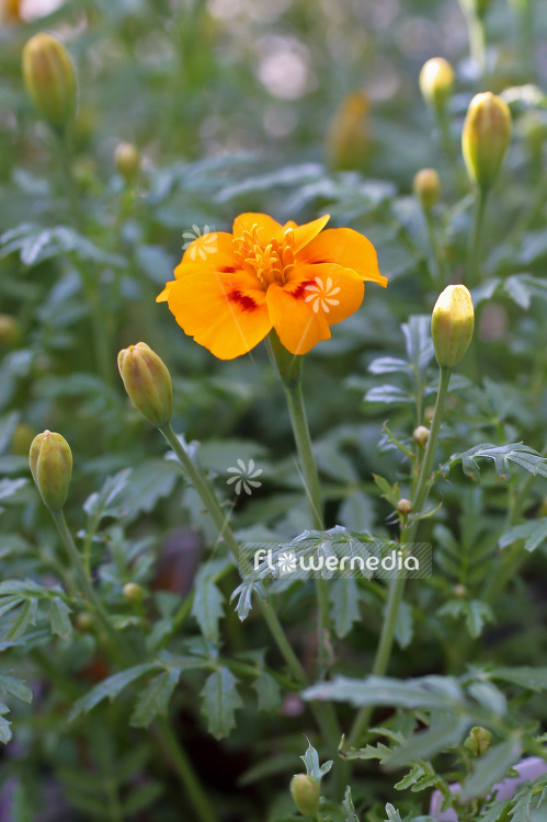 Tagetes tenuifolia - Signet marigold (101965)