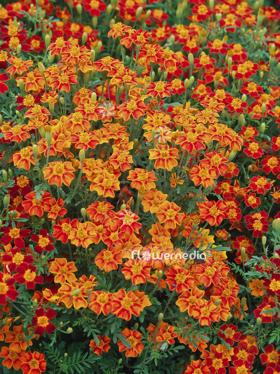 Tagetes tenuifolia - Signet marigold (110765)