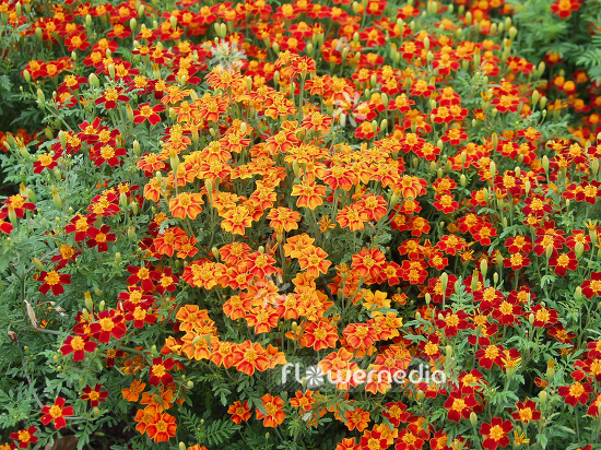 Tagetes tenuifolia - Signet marigold (110767)