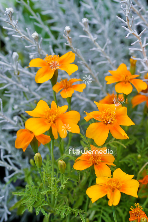 Tagetes tenuifolia - Signet marigold (111358)