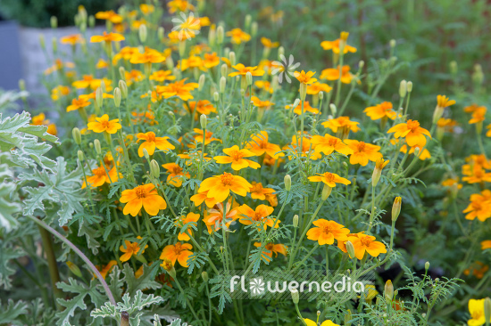 Tagetes tenuifolia - Signet marigold (111364)